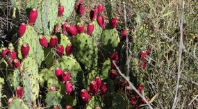  Cactus