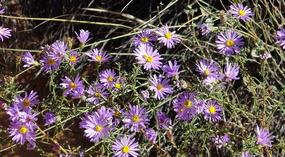  Purple Daisies