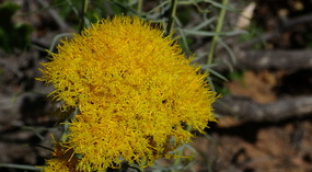 Rabbit Flower