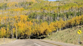 Boulder Mountain's Aspen Trees