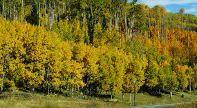 More Color on Boulder Mountain