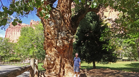 Fremont Cottonwood Tree