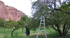  U-Pick Apples