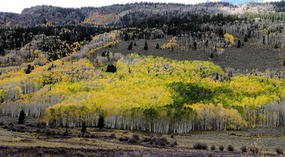 Zedds Meadow