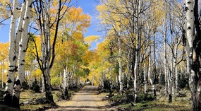  Aspen Lined Forest Road 046