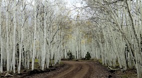  Beautiful White Aspen Grove
