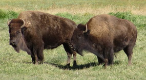  Buffalo Farm along Highway 24