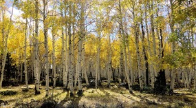  Forest Road 046 Aspen Grove