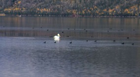  White Pelian om Fish Lake