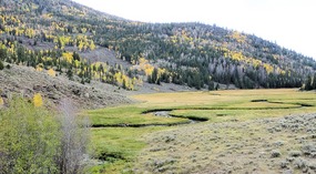 Zedds Meadow 
