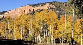Webster Flat Road