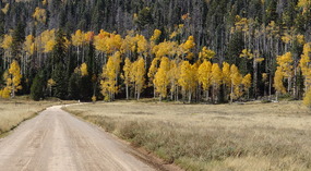 Road to Cascade Falls