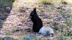  Kaibab Squirrel