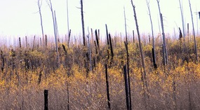  Burned Trees