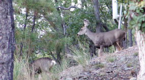 Deer next to Cousin's Home