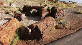 Crystal Forest--Petrified National Forest