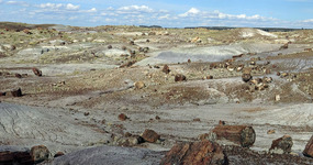 Crystal Forest--Petrified National Forest