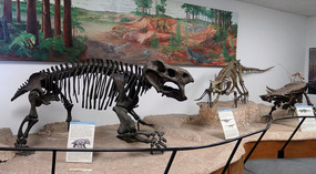  Dinosaur  Exhibit