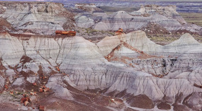  Jasper Forest-largest concentration