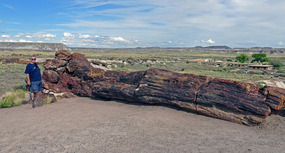 Petrified Log--Big Tree Loop Trail