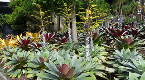 Palm Grove section Royal Botanical Gardens