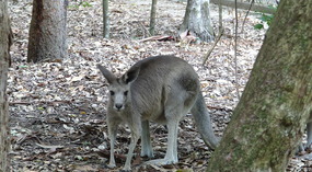 First encounter with Kangaroo