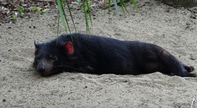 Tasmanian Devil taking a morning nap