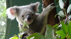 Up close to the cute Koala