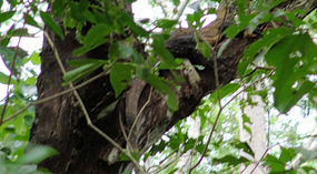 Baby Komodo Dragon in Tree-difficult to spot
