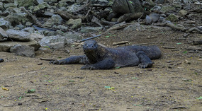Komodo Dragon (wondering if we're food)