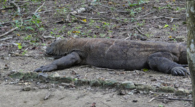 Komodo Dragon sleeping