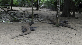 Komodo Dragons at Waterhole