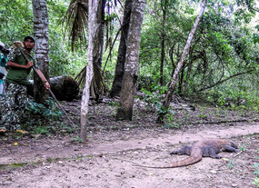 Ranger; Komodo Dragon sleeping along path