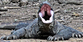 Vicious-Looking Dragon (or is it a yawn?)