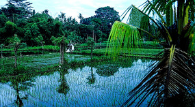 Rice Field