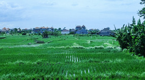 Rice Field