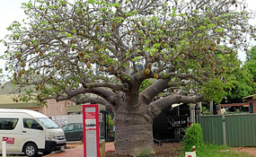 Boab Tree 113 years old
