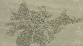 Sand Bubbler Crab Designs