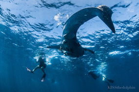 Lois (in pink fins) with Whale Shark