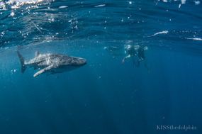 Lois & Randy Snorkeling with Whale Shark