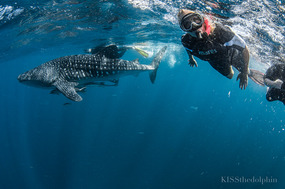 Lois Snorkeling with Whale Shark