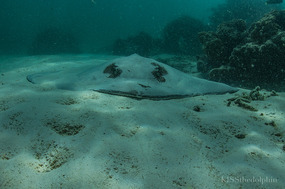 Stingray in the Sand - Ningaloo Reef