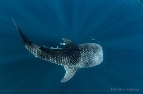 Whale Shark from Above