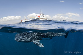 Whale Shark next to Boat