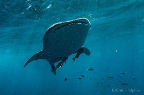 Whale Shark's Large Mouth