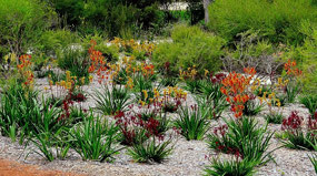 Desert Flowers
