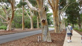 Tree-Lined Street--Kings Park