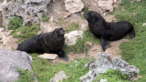 Noisy Seals