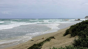 Seal Pups on Beach