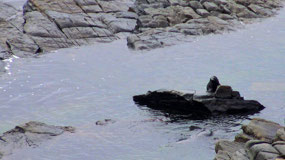Swimming Pond for Seal Pups